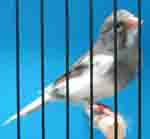 Spanish Timbrado Canary Spanish Timbrado Canary